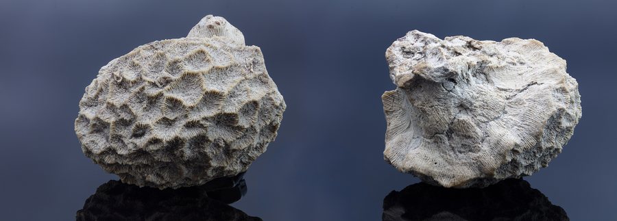 File:Fósil de coral (Dendrogyra radieta), Castellote, España, 2021-01-19, DD 001-058 FS.jpg