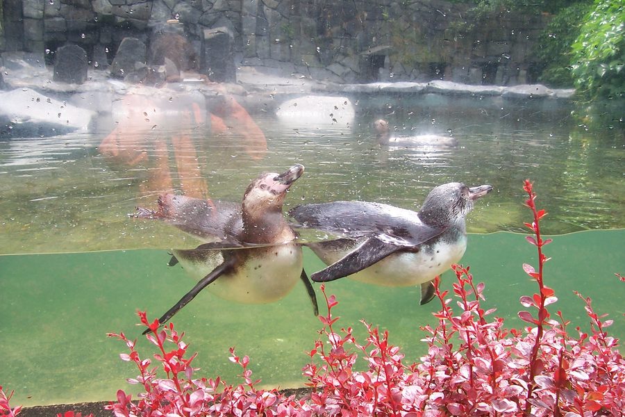 Liberec Zoo with Humboldt penguins