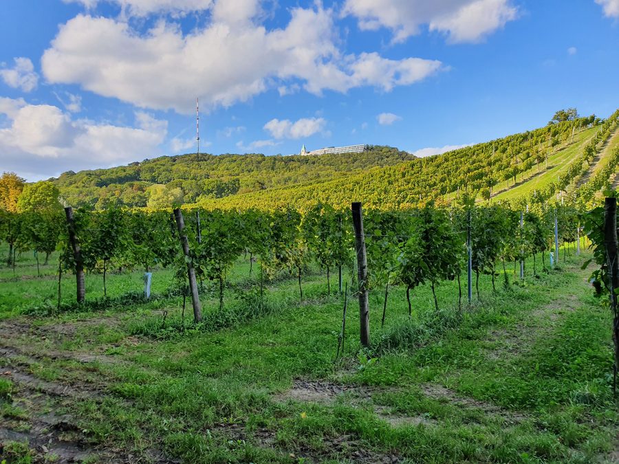 Vineyards at Kahlenberg in Vienna