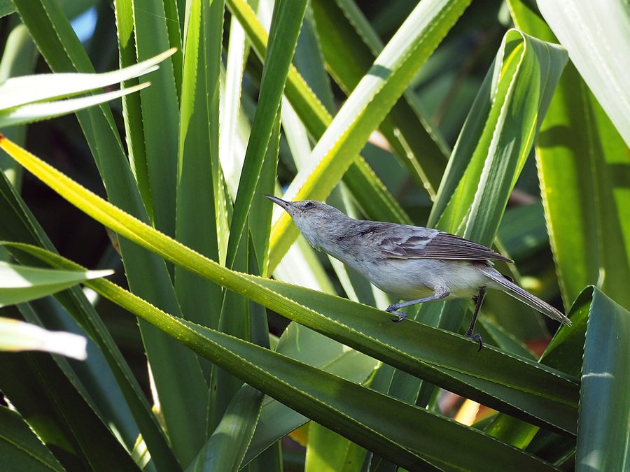 Birdlife of the Pitcairn Islands