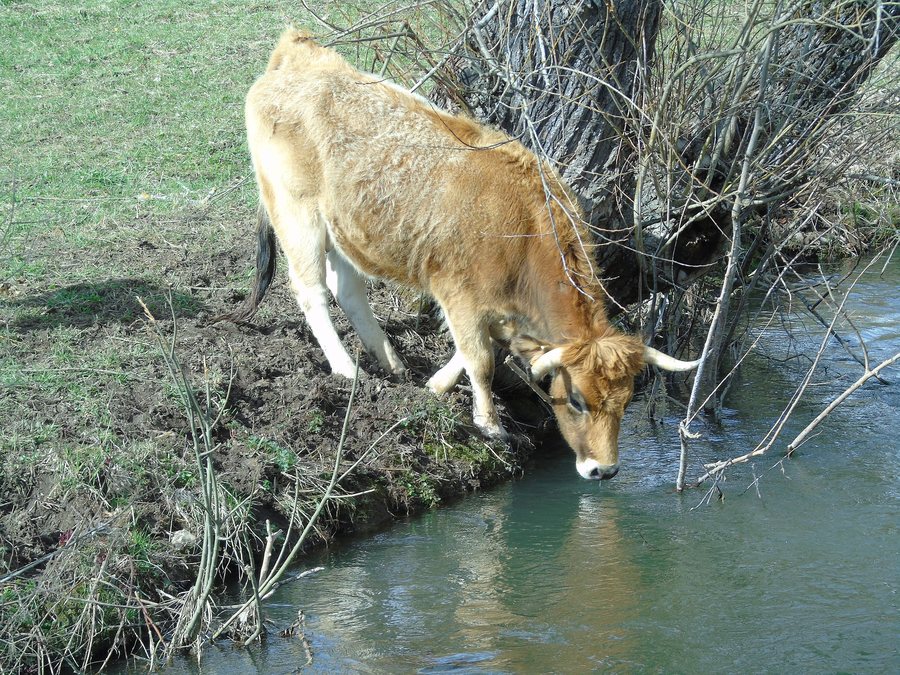 File:Bos taurus.002 - San Emiliano (Leon).jpg