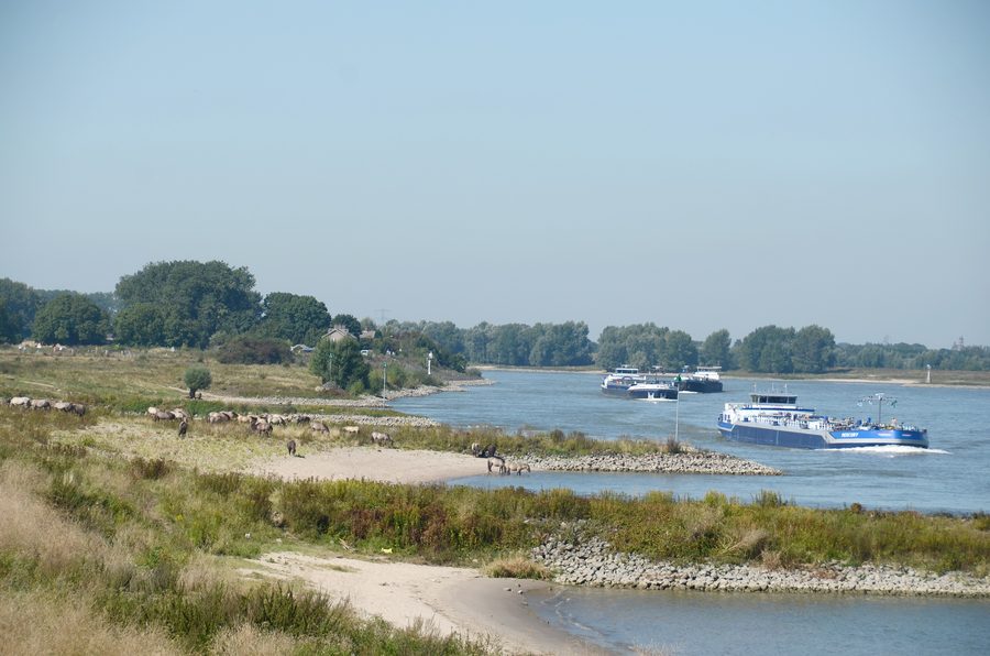 Schiffe und Konikpferde in der Millingerwaard an der Waal
