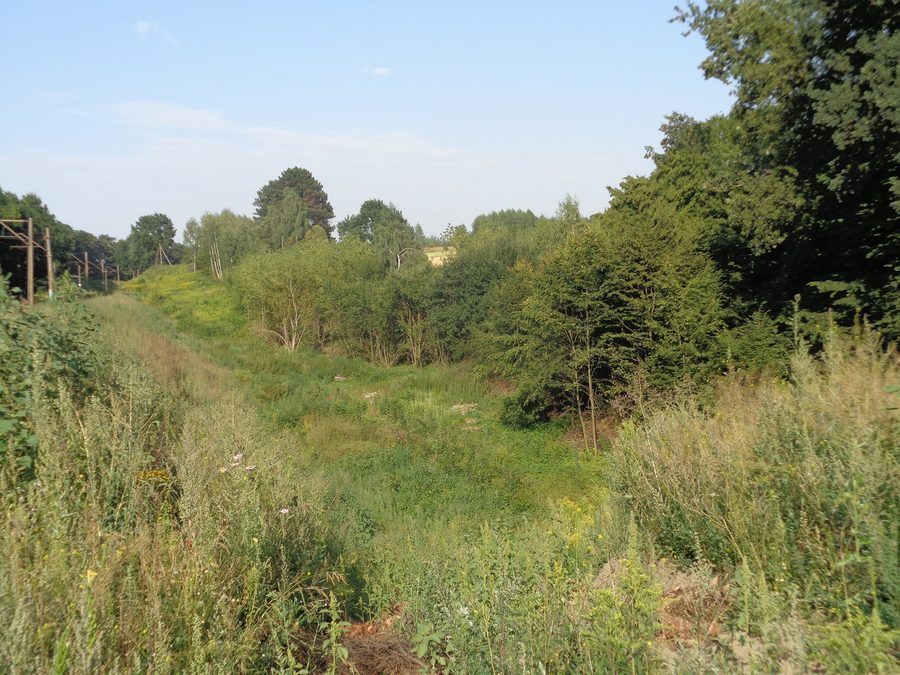 Field in the Stasin nature reserve near Lublin