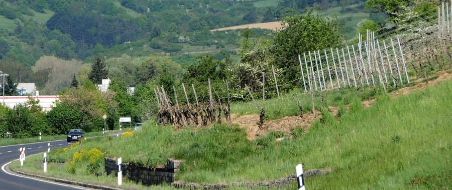 Vineyards between Igersheim and Markelsheim in the Tauber Valley