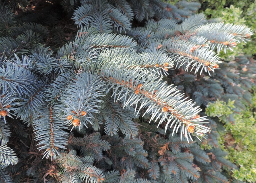 Picea pungens 'Białobok' in the arboretum in Luzino