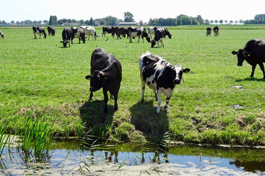 Polder landscape in West Friesland with a path through the open countryside