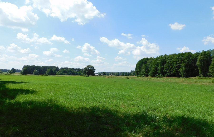 Flache Landschaft mit Feld und Wald bei Jedlina und Łukówiec im Powiat Miński