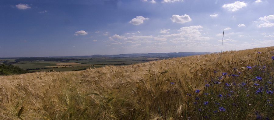 File:Field Of Cornflower Côte De Delme (38094408).jpeg