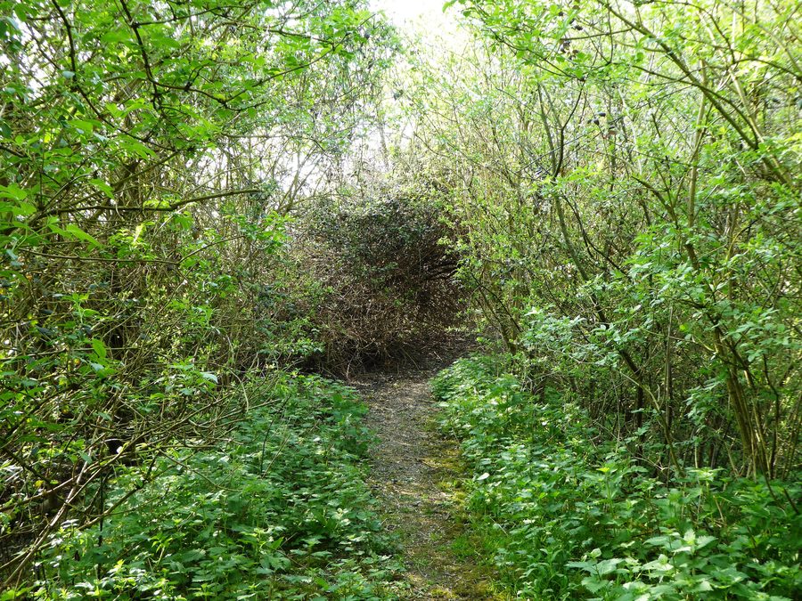 Weidemarsch im Naturschutzgebiet Burham Marsh am River Medway nahe Snodland