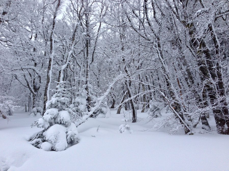 Beech, fir, spruce and Douglas fir forest in Livradois-Forez Regional Natural Park