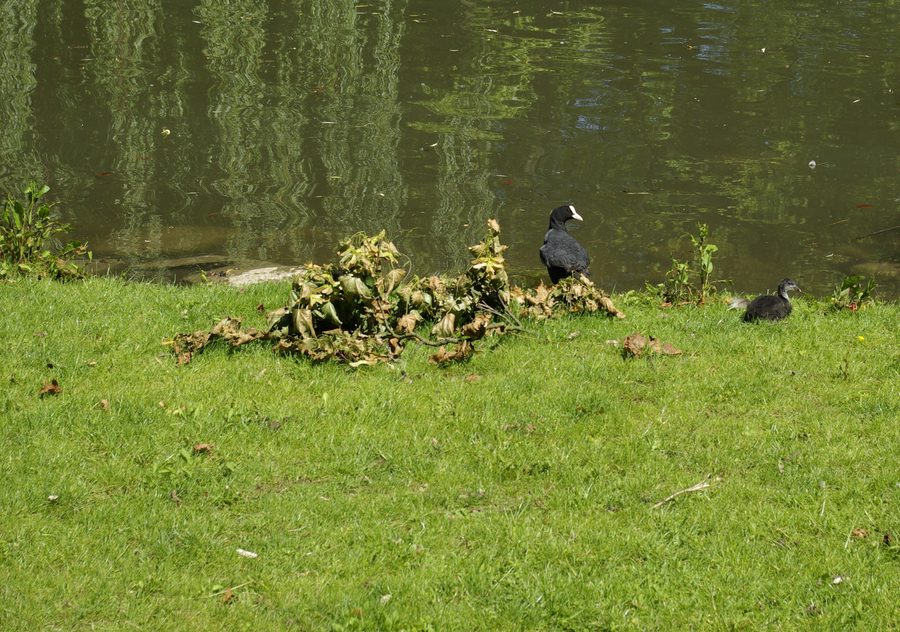 Moorhen with offspring on the Swan Pond in Fürth city park