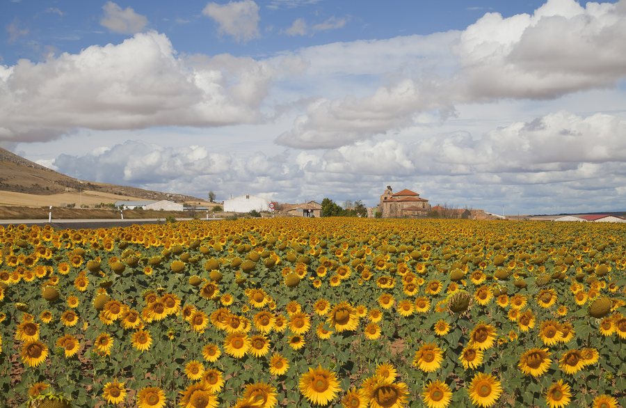 File:Iglesia de Nuestra Señora de La Blanca, Cardejón, España, 2012-09-01, DD 02.JPG