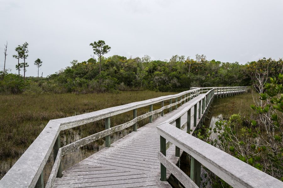 Landscape in Everglades National Park in Florida