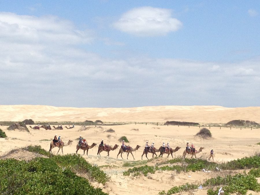 Camels at Stockton Beach in New South Wales