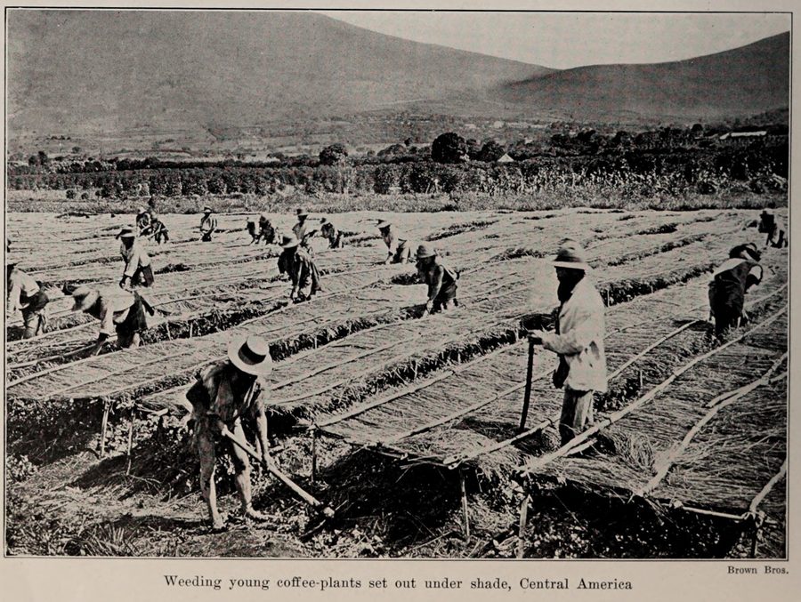 Young coffee plants grow under a shaded roof while a person is weeding.