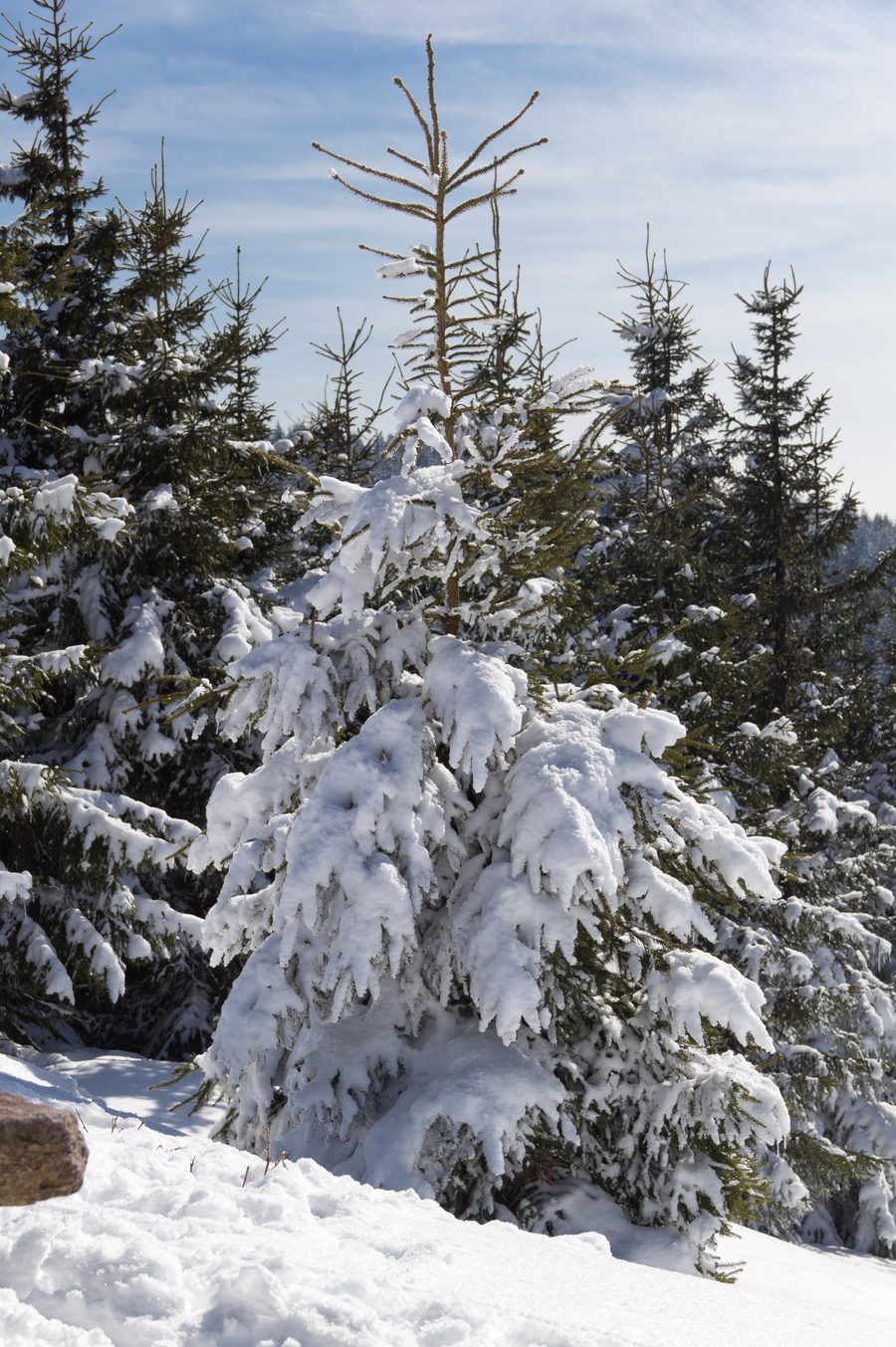 Verschneite Bäume im Wald nahe Oberhof im Thüringer Wald