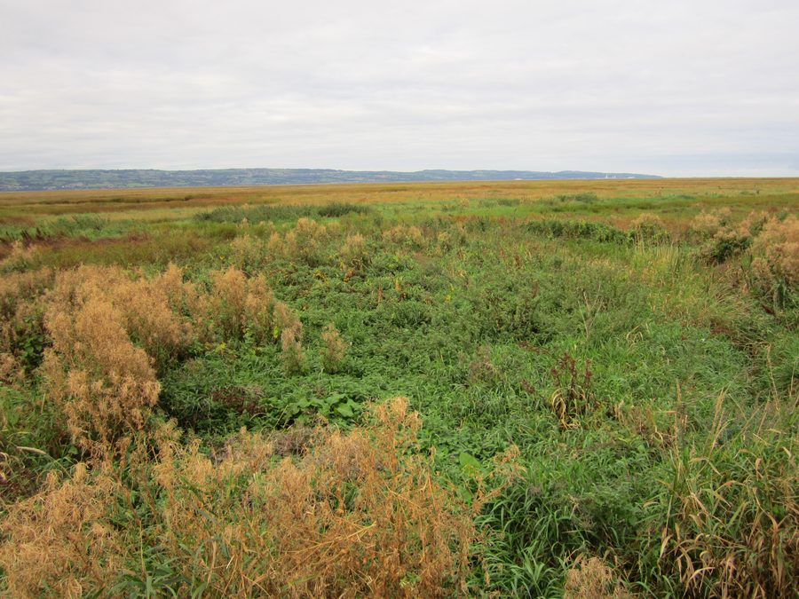 The Dee marshes at Parkgate, Cheshire