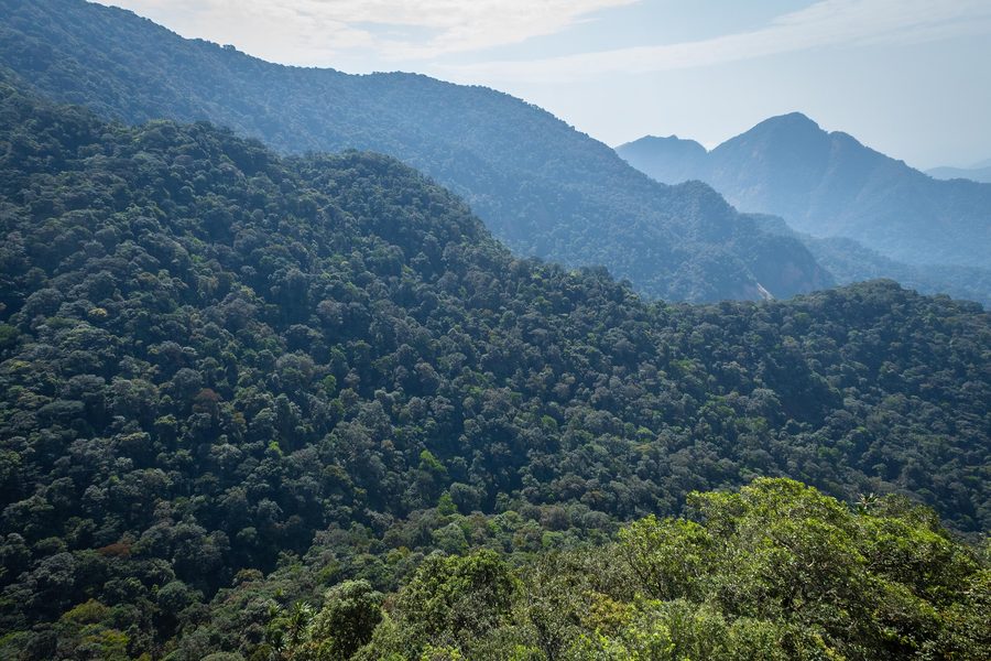Rainforest landscape in Cross River