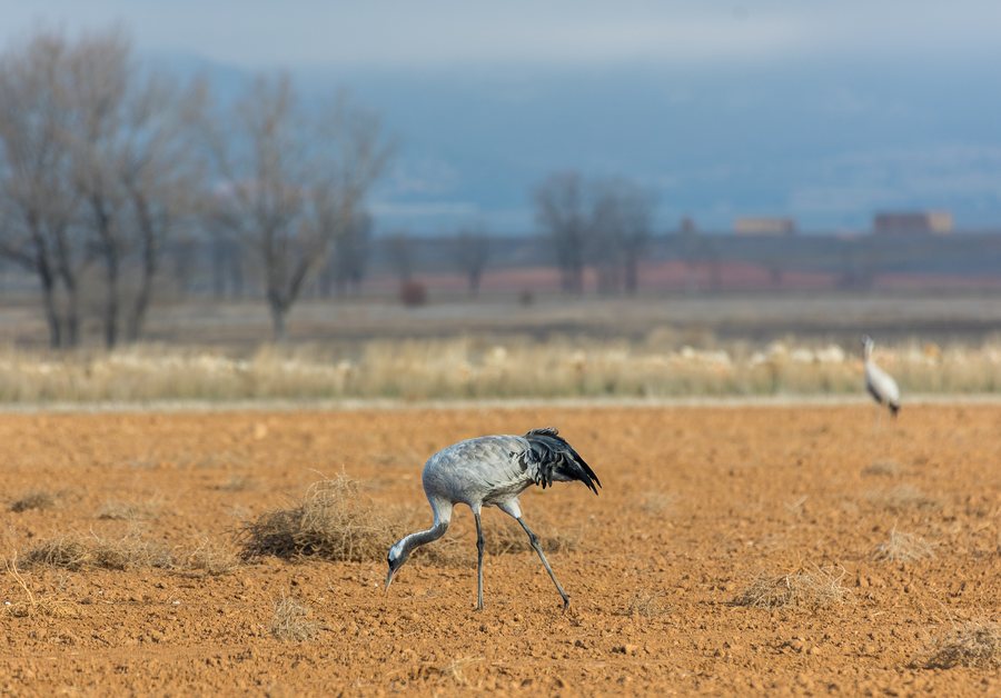 File:Grulla común (Grus grus), Las Cuerlas, Teruel, España, 2017-01-04, DD 27.jpg