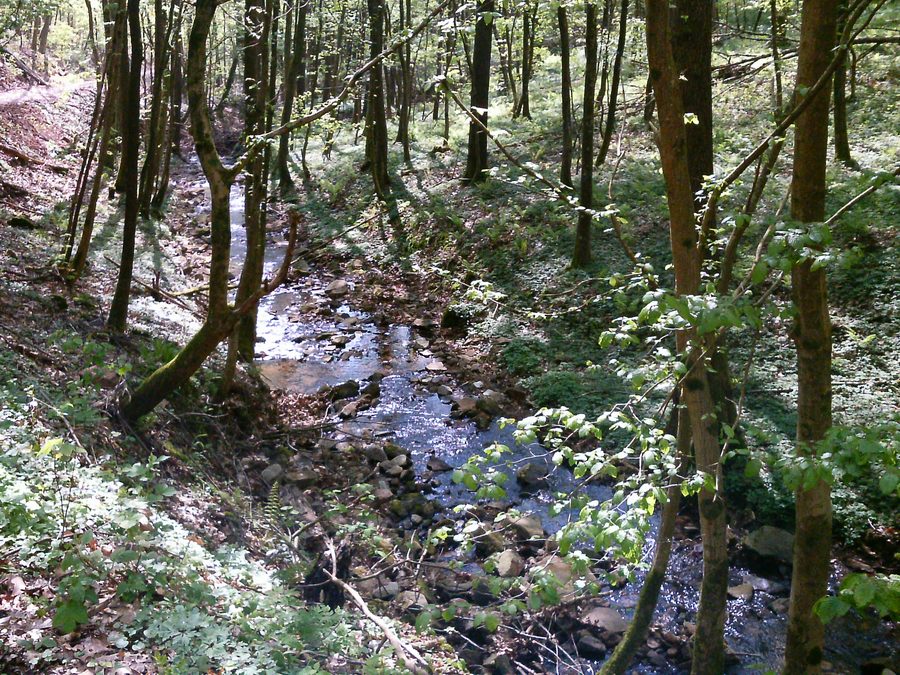 Stream valley above Bammental in Baden-Württemberg
