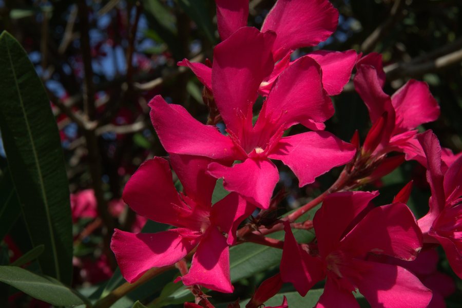 File:Pouzolles - Nerium oleander-001.jpg