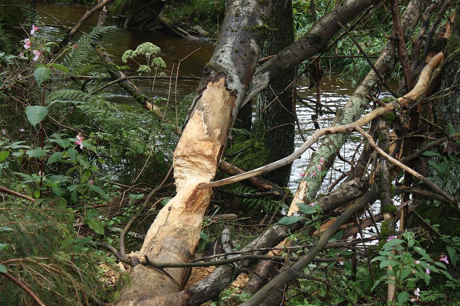 Beaver tracks on the Fichtelnaab near Brand in Upper Palatinate