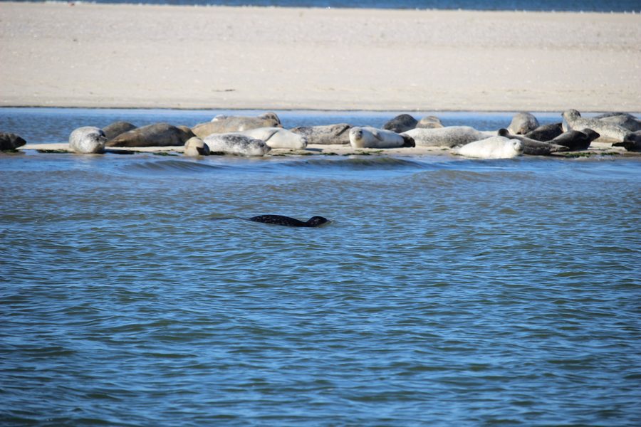 Seals off Langeoog