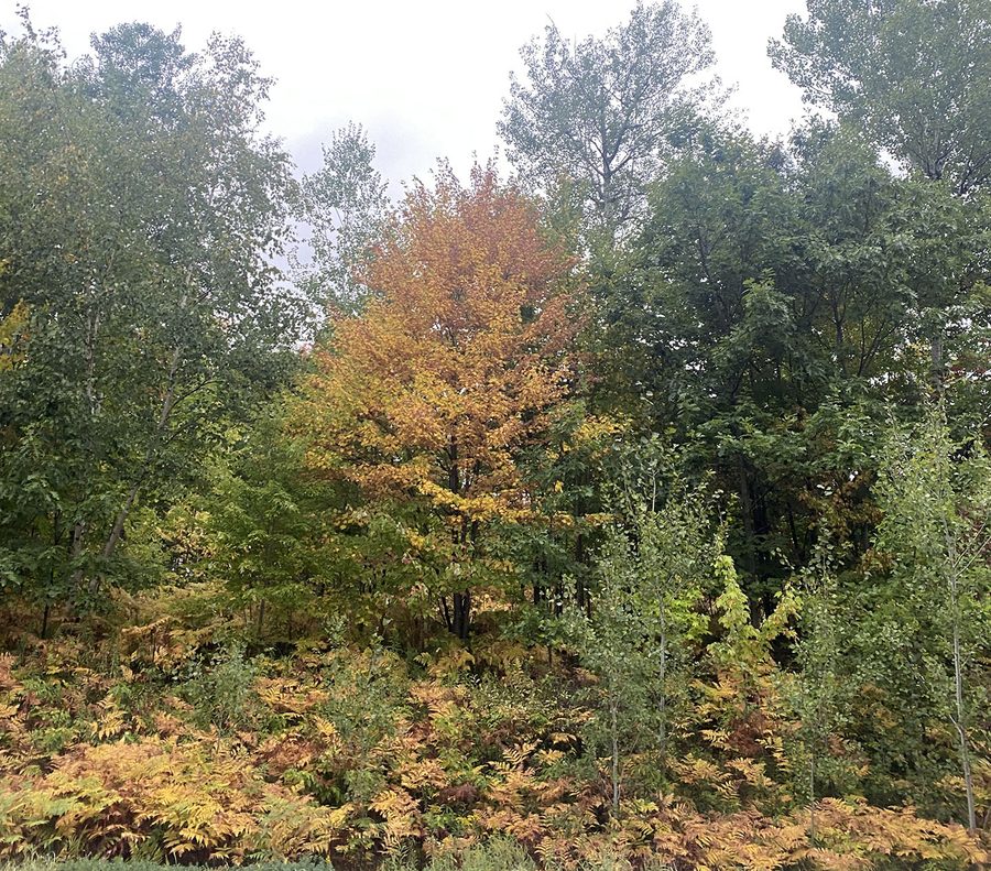 Fall colors in the Chequamegon-Nicolet National Forest in Wisconsin