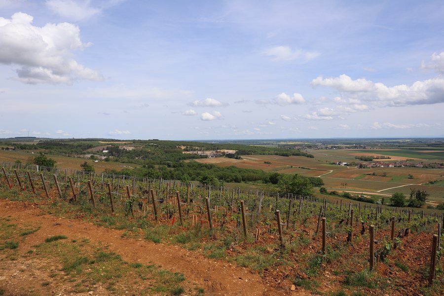 File:Ladoix-Serrigny (21) Le vignoble vu depuis le climat Les Renardes en Aloxe-Corton.jpg