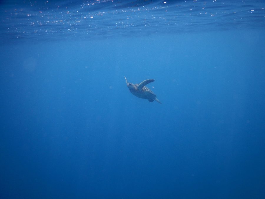 Sea turtle off the coast of Savai'i