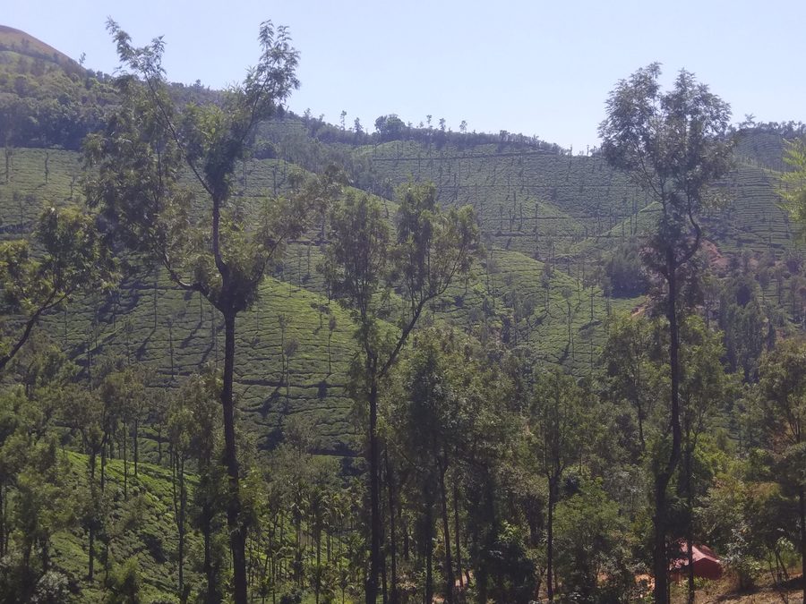 Kelaguru Tea Estate in the Chikmagalur area