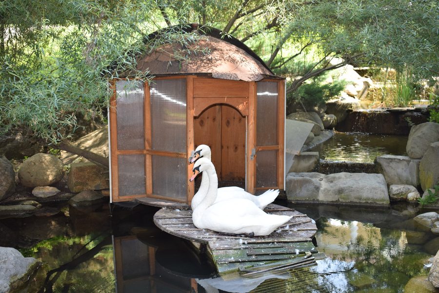 Swans in Aivazovsky Park in Partenit