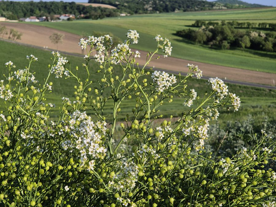 Flower clusters of the rare Tatar sea kale at Zeiserlberg near Ottenthal