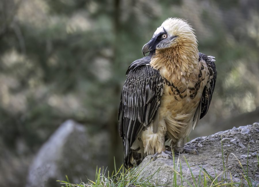 A bearded vulture at Alpenzoo Innsbruck, a family attraction in the alpine city setting.