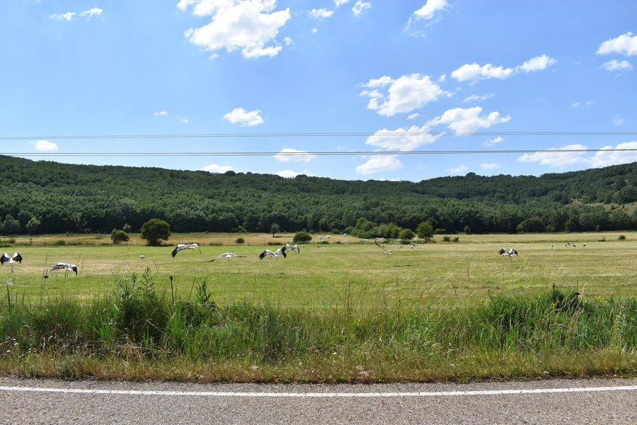 File:Cegoñas en Valderrueda, veiga do río Cea 01.jpg