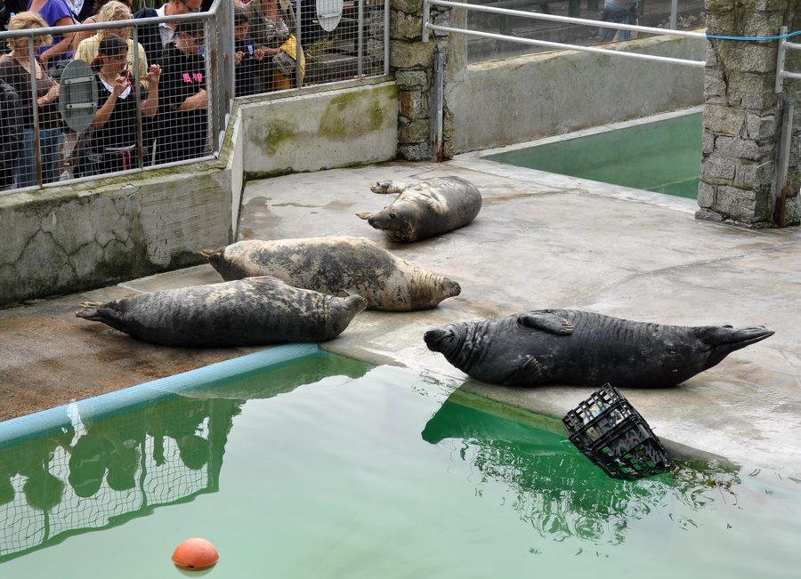 Kegelrobben im Cornish Seal Sanctuary bei Gweek in Cornwall