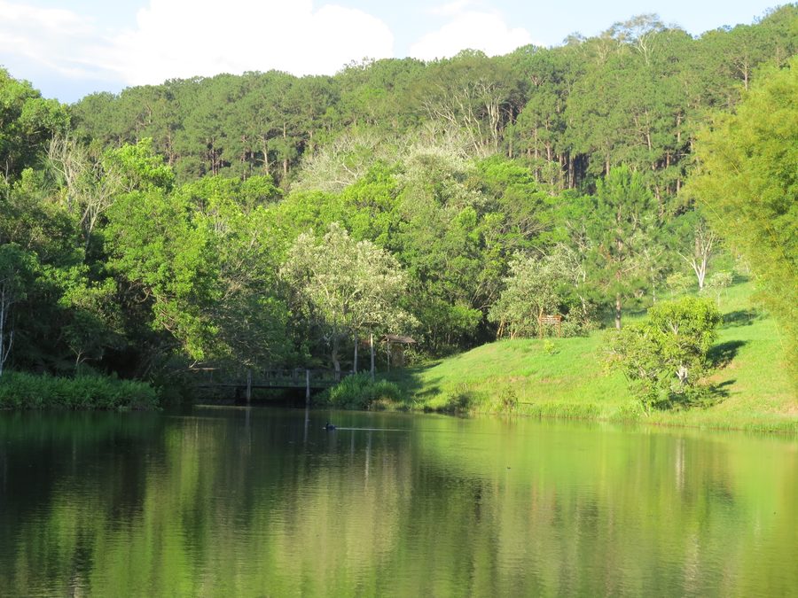 Landschaft im Horto Florestal de Manduri im Bundesstaat São Paulo, Brasilien