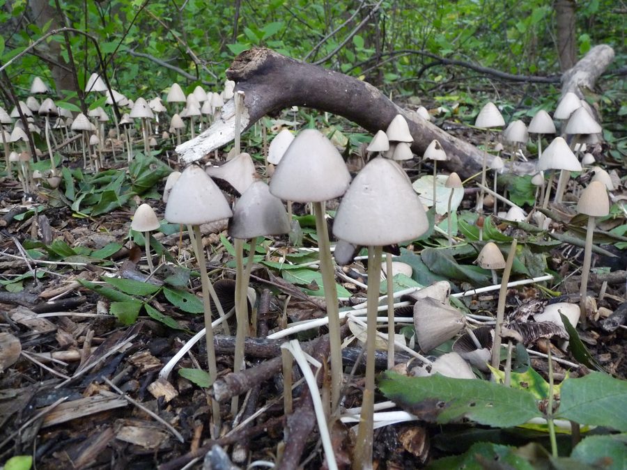 Mushrooms on the Rennsteig between Piesau and Neuhaus am Rennweg in the Thuringian Forest Nature Park
