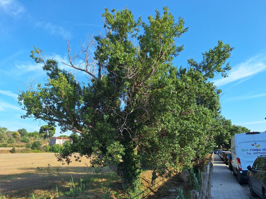 Poplars in La Torreta, La Roca del Vallès