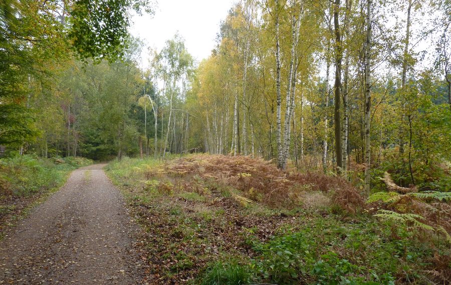 Forest landscape in the Rostock Heath