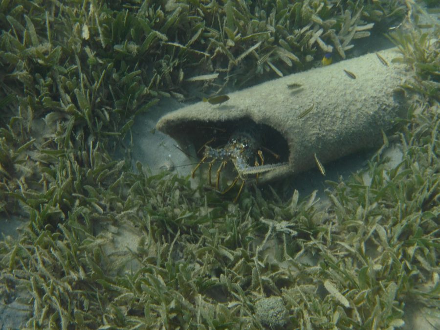 Spiny lobster from Anguilla