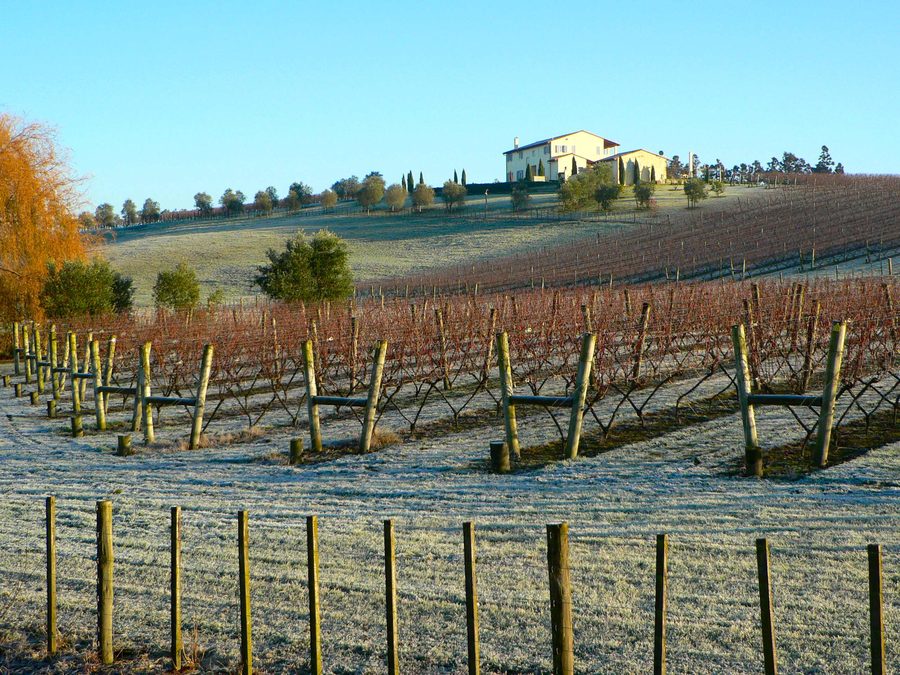 Vine rows in a V-shaped trellis system in Kumeu near Auckland