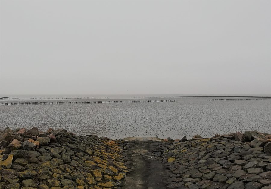 Wattenmeer an der Nordseeküste bei Westerdeichstrich im Kreis Dithmarschen