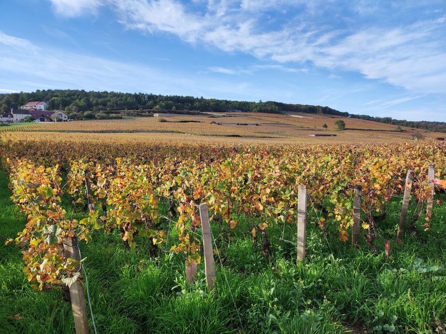 File:Morey-Saint-Denis - 01.jpg