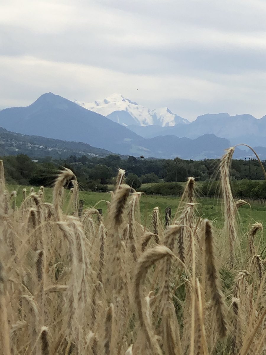 Swiss wheat field in the rural Geneva landscape with a view of Mont Blanc