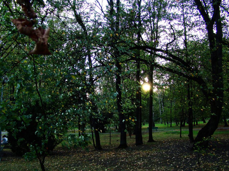 Part of the former castle park in Dąbrowa Tarnowska