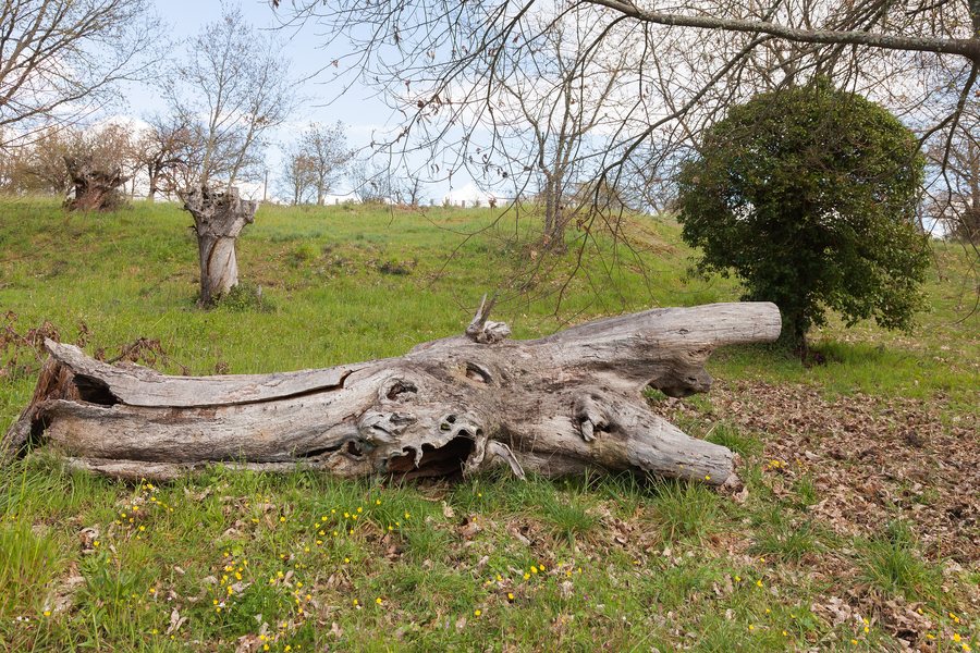 File:Tronco de Castanea sativa.Trasalba. Amoeiro. Galiza.jpg