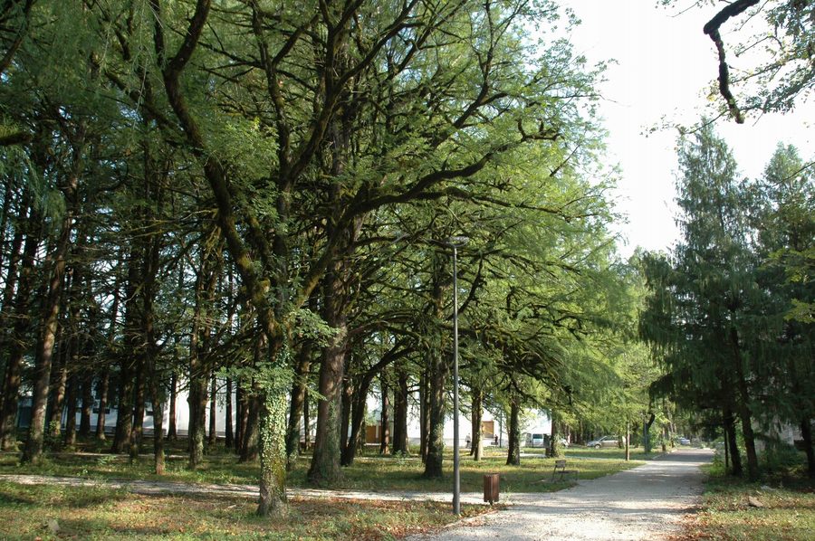 Path through the densely wooded central park of Tskaltubo