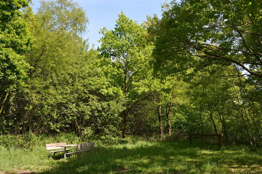 Mühlenau/Mildstedter Tannen nature experience area in Mildstedt