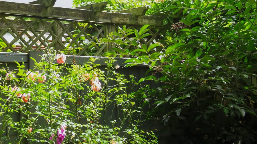 File:Pergola and roses Capel Manor College Gardens Enfield London England 01.jpg
